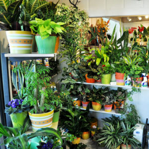 Houseplants For Healthier Eyes And Cleaner Indoor Air